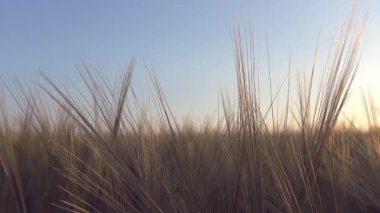 Sunbeam film renk ruh - Full Hd buğday kulakları - aracılığıyla bir buğday alanında panoramik hareket