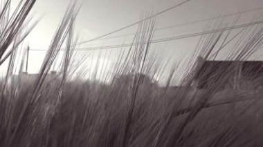-Siyah ve beyaz - Full Hd bir güneş ile buğday buğday alanıyla panoramik hareketle kulaklar