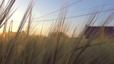 Panoramic Full Hd bir güneş buğday kulakları - renkli - aracılığıyla bir buğday alanında hareket