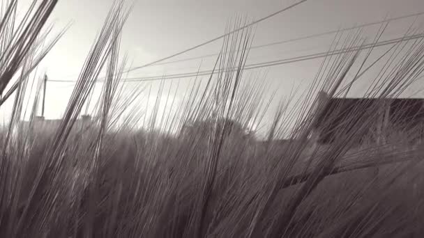 Panoramisch verplaatsen in een tarweveld met een zonnestraal via tarwe oren - zwart-wit - Full Hd — Stockvideo