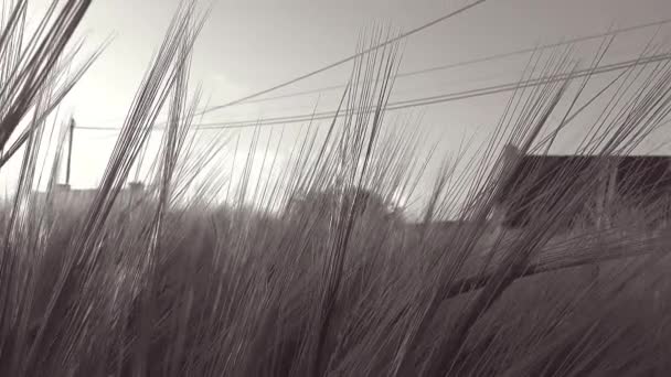 Mouvement panoramique dans un champ de blé avec un rayon de soleil à travers les oreilles de blé - Noir et Blanc - Full HD 