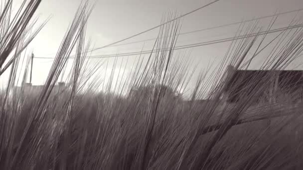 Movimiento panorámico en un campo de trigo con un rayo de sol a través de las espigas de trigo - Blanco y Negro - Full HD — Vídeo de stock