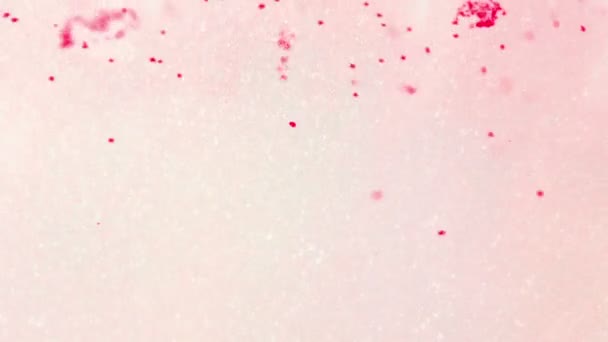 Partículas rosadas flotantes - animación abstracta sobre un fondo claro y nebuloso - full hd — Vídeo de stock