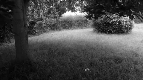 Falciatura del prato in timelapse - bel giardino, cortile in fase di pulizia, con una quercia e un erba di San Giovanni — Video Stock