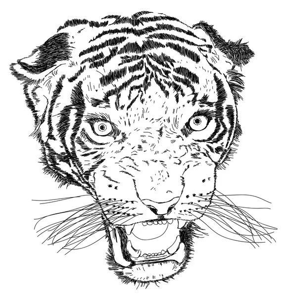 Szczegółowe Tiger twarz wektor ilustracja - ręcznie robione — Wektor stockowy
