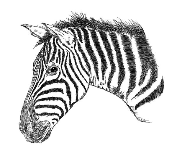 Ilustração detalhada do vetor da cara de Zebra - Handmade —  Vetores de Stock