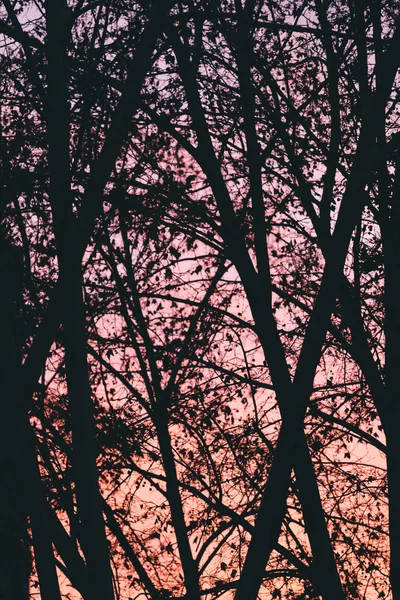 Árboles fondo sobre rosa atardecer — Foto de Stock