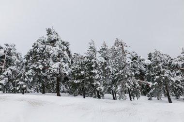 Kış manzara Navacerrada, İspanya