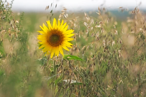 Słonecznik (łac. Helianthus) w polu kukurydzy, Pfalz, Niemcy Obrazek Stockowy