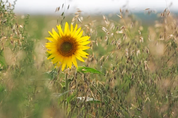 Solros (Helianthus lat.) i majsfält, Pfalz, Tyskland Stockbild