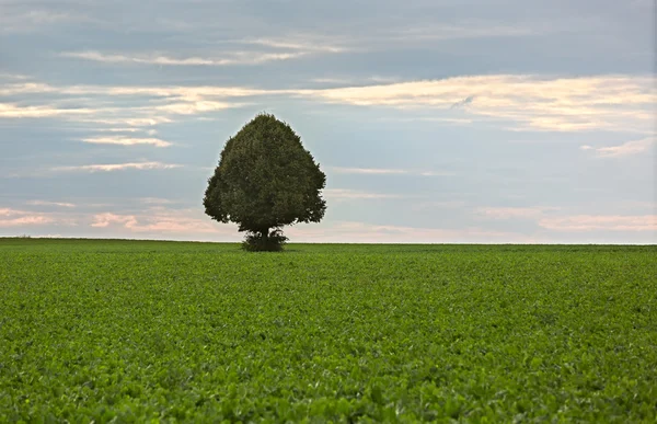 Árvore solitária no campo de beterraba sacarina, Rhine-Hesse, Alemanha — Fotografia de Stock