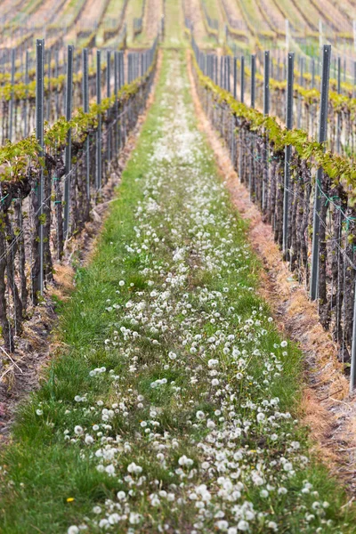 Winnica w pfalz, Niemcy — Zdjęcie stockowe