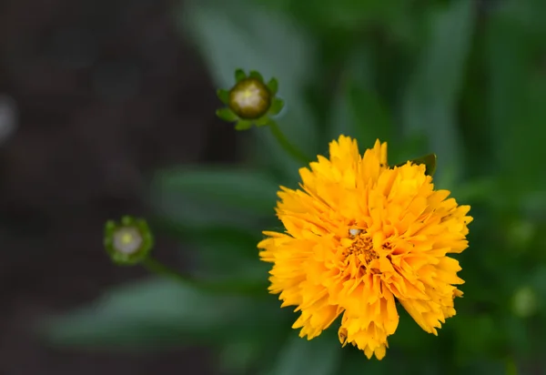 French Marigold  (lat. Tagetes patula) — Stock Photo, Image