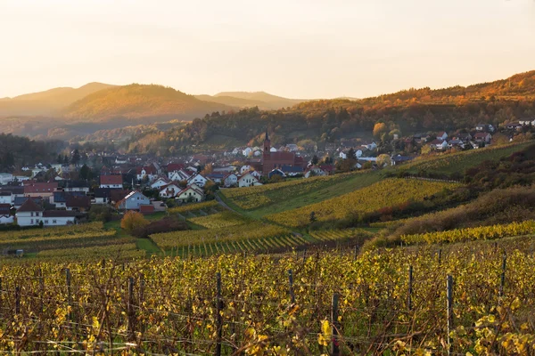 Winnice w Pfalz o zachodzie słońca, Niemcy — Zdjęcie stockowe