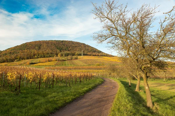 Winnice w Pfalz w czasie jesieni, Niemcy — Zdjęcie stockowe