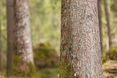 Moss, Berchtesgaden, Almanya ile ağaç kabuğu