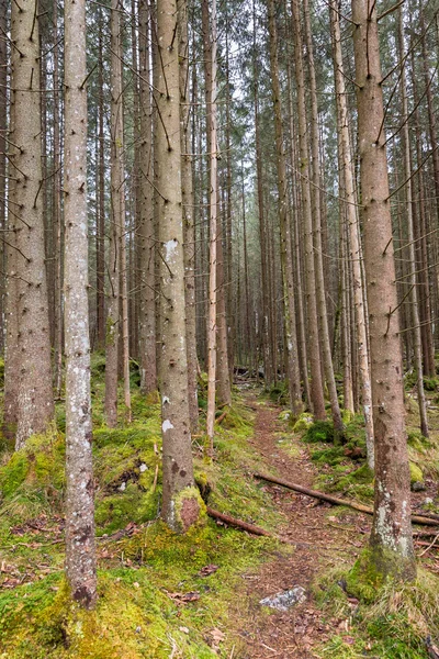 Las w Berchtesgadener Land, Niemcy — Zdjęcie stockowe