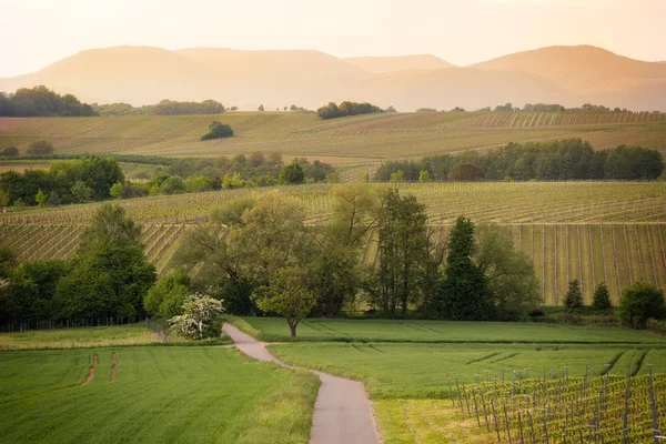 Caminho em vinhas em Pfalz ao pôr do sol, Alemanha — Fotografia de Stock