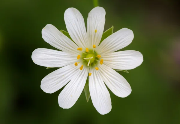 Fechar de um Stellaria com fundo verde Fotos De Bancos De Imagens