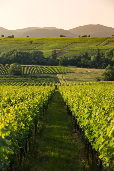 Vineyards in later afternoon light, Pfalz, Germany — Stock Photo, Image