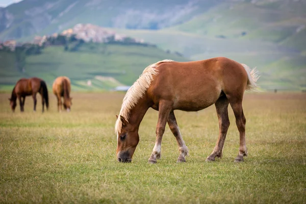 Cavalo no Piano Grande, Castelluccio di Norcia, Itália Imagens De Bancos De Imagens