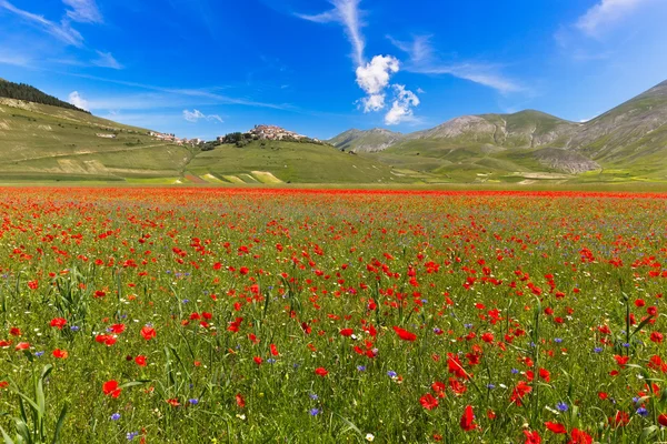 Blühende Mohnblumen und Linsen bei piano grande, castelluccio, ital — Stockfoto