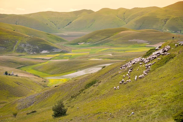 Manada de ovejas en Piano Grande, Umbría, Italia — Foto de Stock