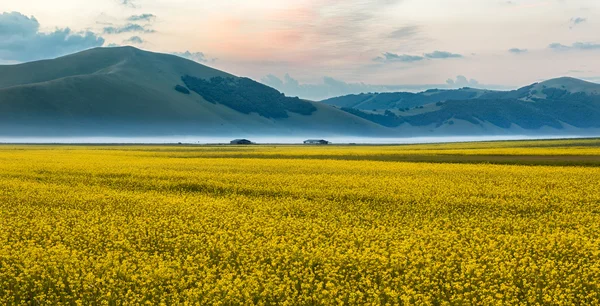 Kvetoucí řepky na Piano Grande, Umbrie, Itálie — Stock fotografie