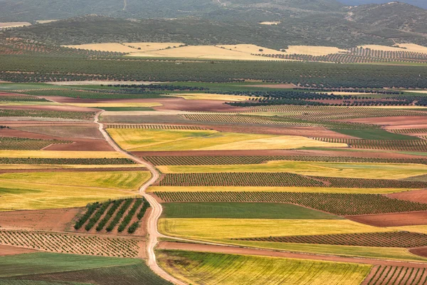 Barevné pole v oblasti Kastilie-La Mancha, Španělsko — Stock fotografie