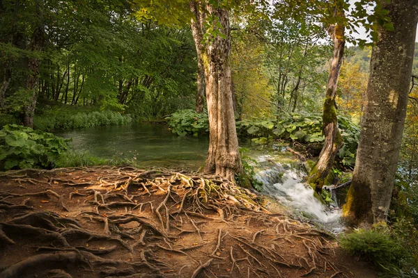 Bosque en el Parque Nacional de los Lagos de Plitvice, Croacia — Foto de Stock