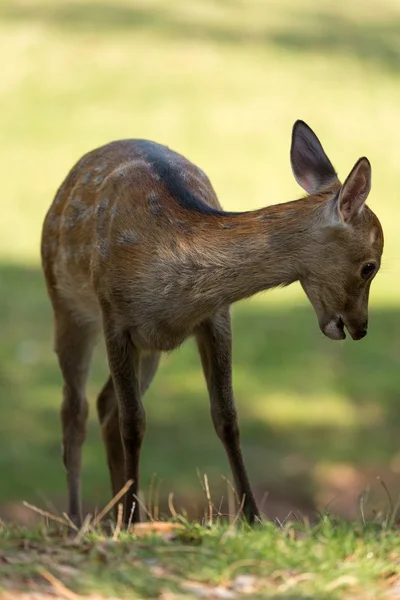 Jovem veado Fallow (lat. Dama dama ) — Fotografia de Stock