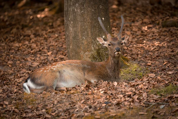躺在秋天的时候，德国的小鹿 — 图库照片