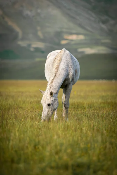 Cavalo branco em Piano Grande, Umbria, Itália Imagens De Bancos De Imagens