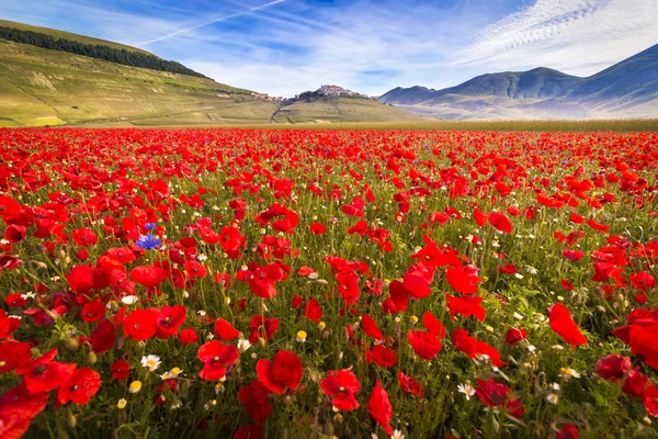 Fioritura at Piano Grande with poppies, Umbria, Italy — Stock Photo, Image