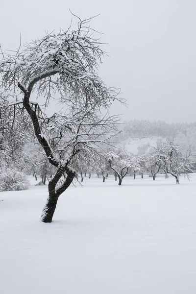 Snowy old apple trees garden in winter — Stock Photo, Image
