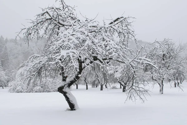 Snowy old apple trees garden in winter — Stock Photo, Image