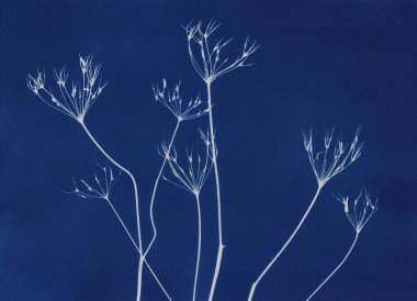 Kış çimleri siyanotip tekniğiyle yaratıldı. Sürdürülebilir sanat