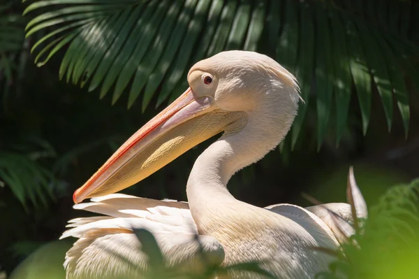 Pelicano face lateral — Fotografia de Stock