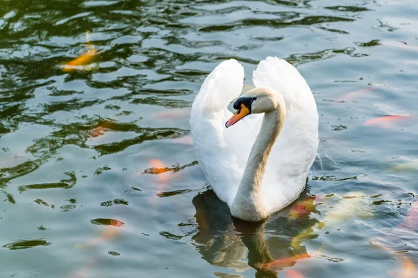 Swan in the water — Stock Photo, Image