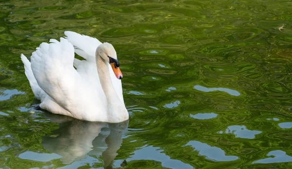 Swan in the water — Stock Photo, Image
