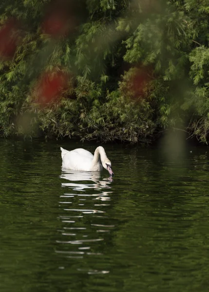 Svan i vattnet — Stockfoto