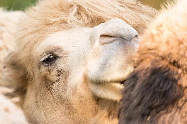 Feliz emoção camelos — Fotografia de Stock