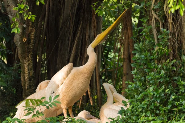 Pelicano na floresta — Fotografia de Stock