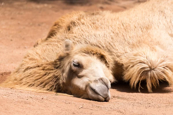 Das schlafende Kamel — Stockfoto