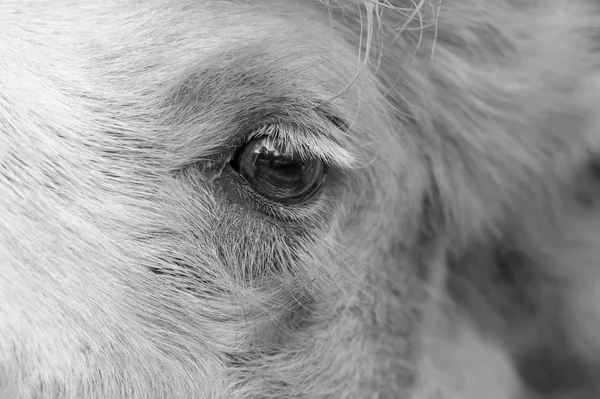 Oko z wielbłąda — Zdjęcie stockowe