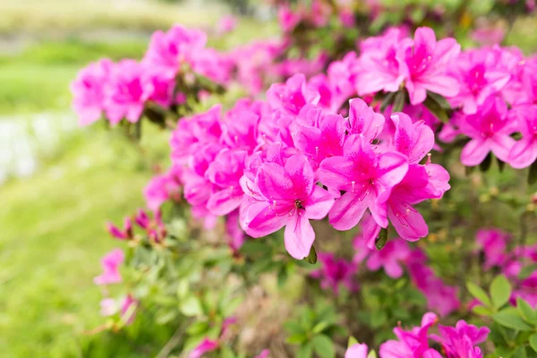 Rhododendron pulchrum süß — Stockfoto