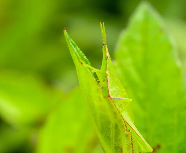 Grasshopper pe frunză — Fotografie, imagine de stoc