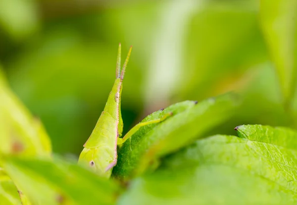 Grasshopper pe frunză — Fotografie, imagine de stoc