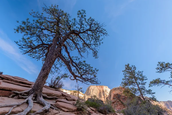 Montanhas no Parque Nacional de Zion Imagens De Bancos De Imagens