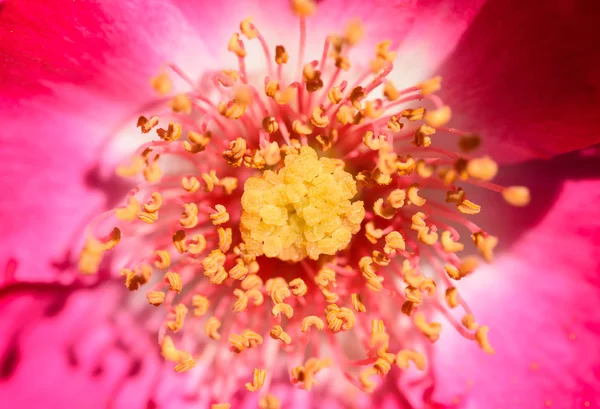 The pistil in red flower — Stock Photo, Image